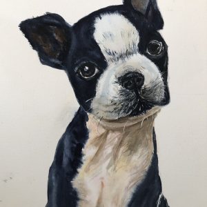 Boston Terrier