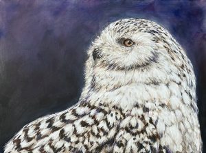 Snowy Owl