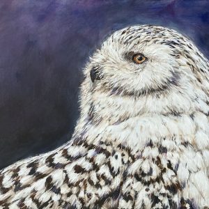 Snowy Owl